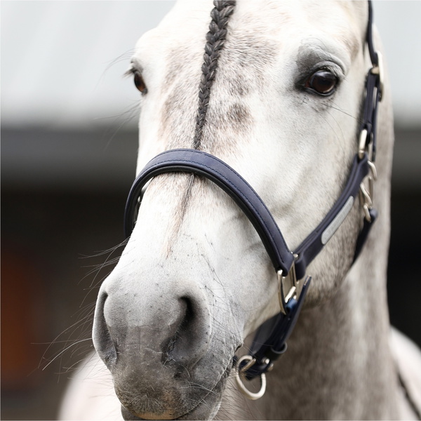 Equilibrium New Stellar Headcollar EQB1681 - Navy